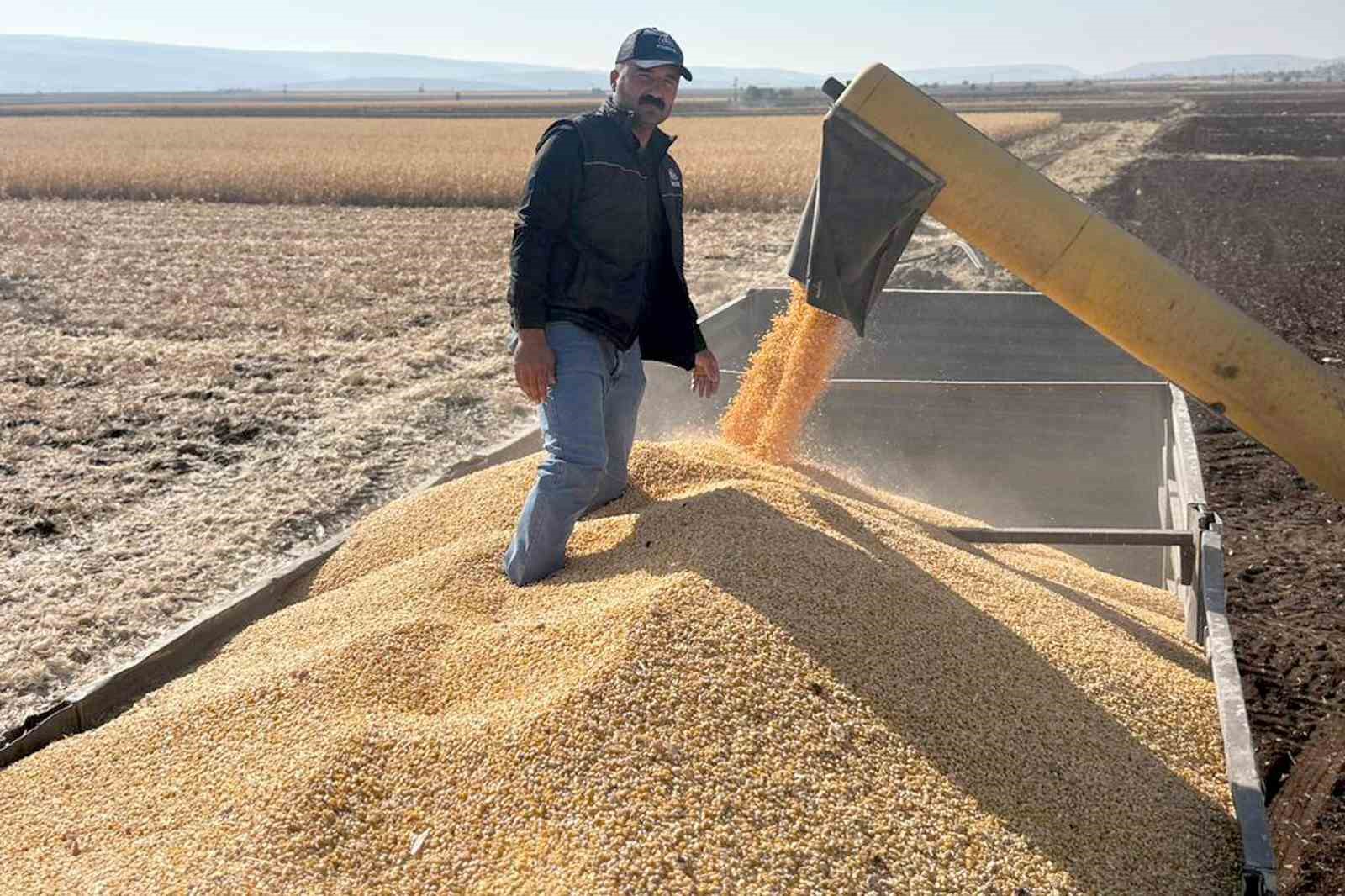 Araban Ovası’nda mısır hasadına başlandı
