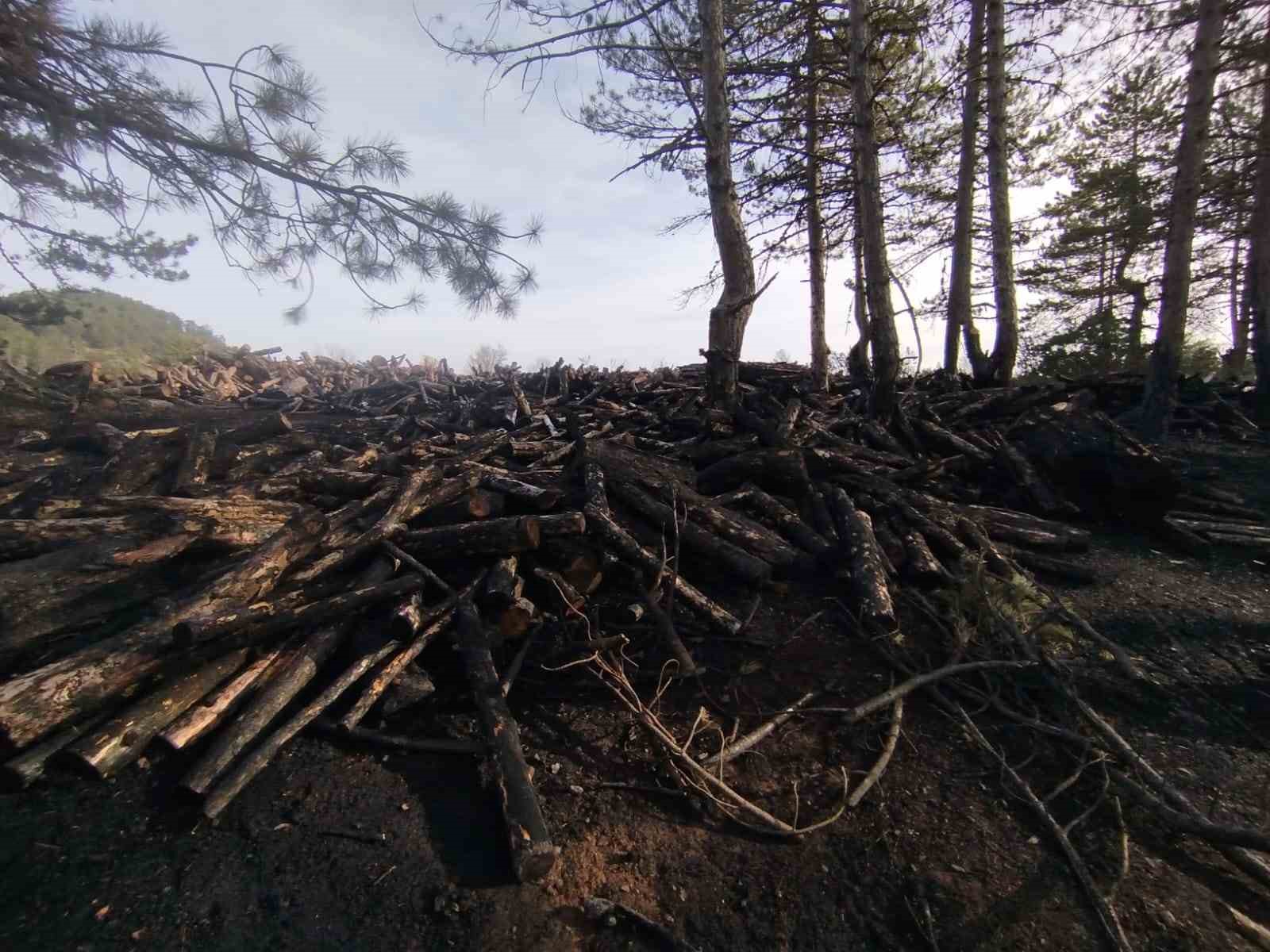 Kesim sahasında yangın paniği: 80 ster çam ağacı zarar gördü

