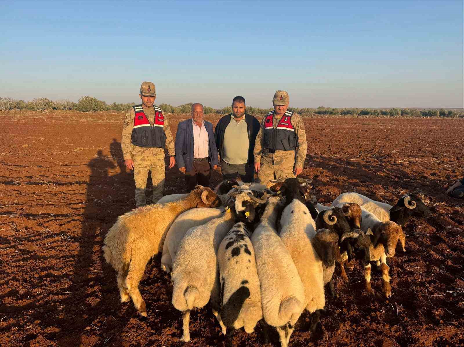 Kilis’te kaybolan 19 küçükbaş hayvan jandarma tarafından bulundu