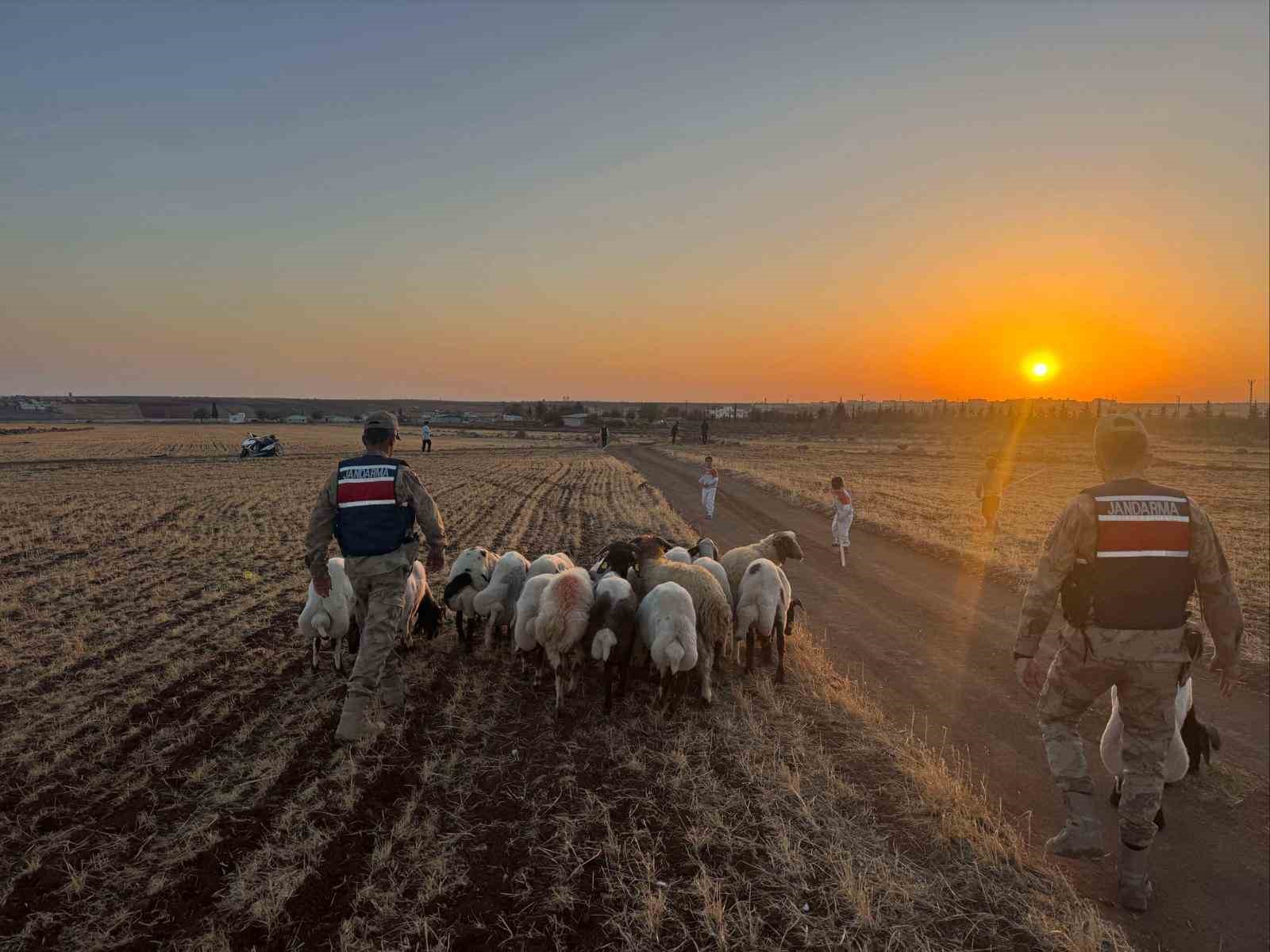 Kilis’te kaybolan 19 küçükbaş hayvan jandarma tarafından bulundu