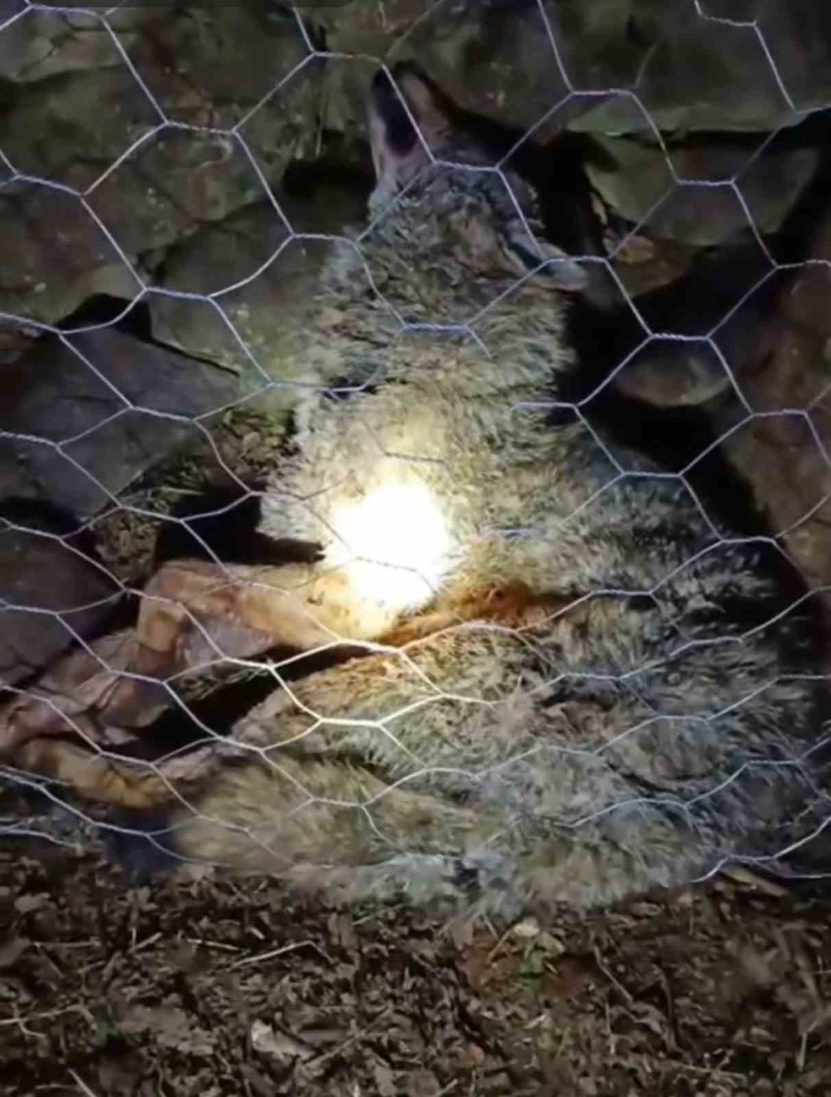 Koyun sürüsüne saldıran kurta çoban köpekleri geçit vermedi