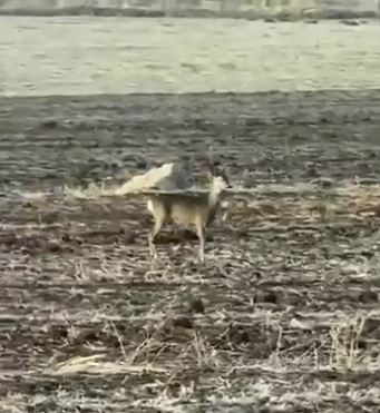 Yolunu şaşıran karaca bozkırın ortasında görüntülendi