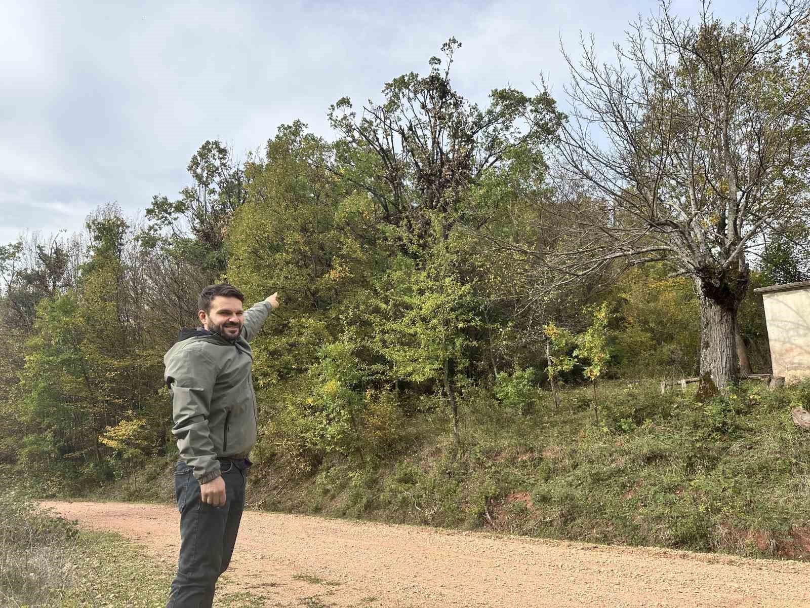 Tırmandıkları ağaçta meşe palamudu yiyen ayılar kamerada