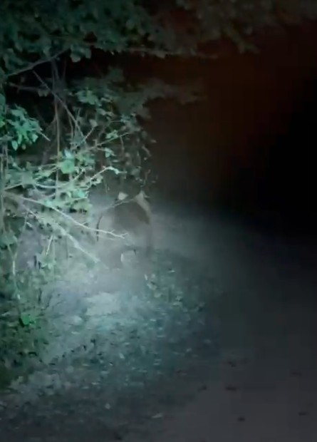 Tırmandıkları ağaçta meşe palamudu yiyen ayılar kamerada
