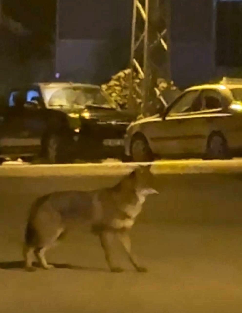 Mahallede yiyecek arayan tilki kamerada