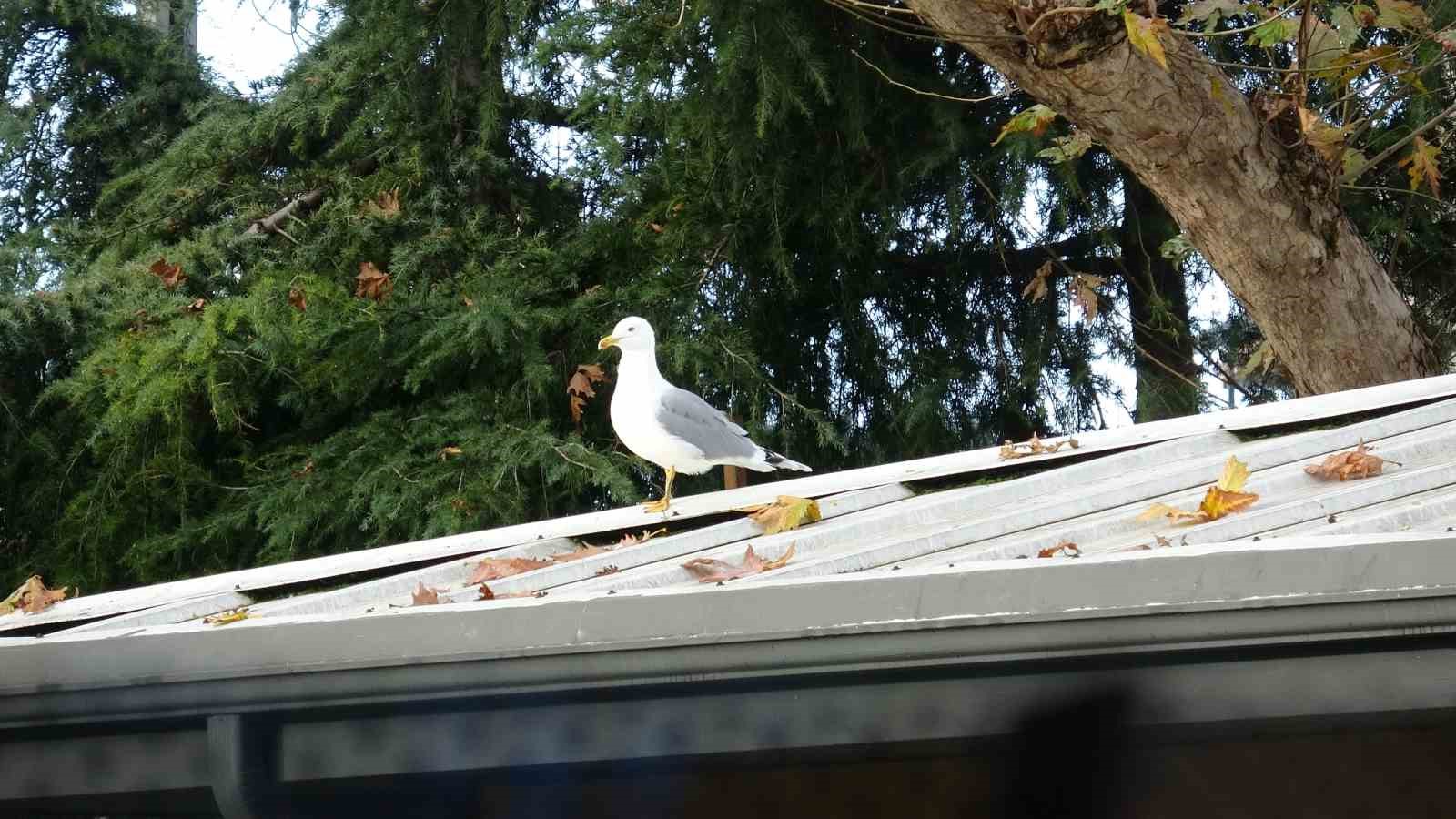 Toplar çatıya takılınca çözüm martıdan geldi: Öğrencilerin yeni "Top Kurtarıcısı" martı oldu