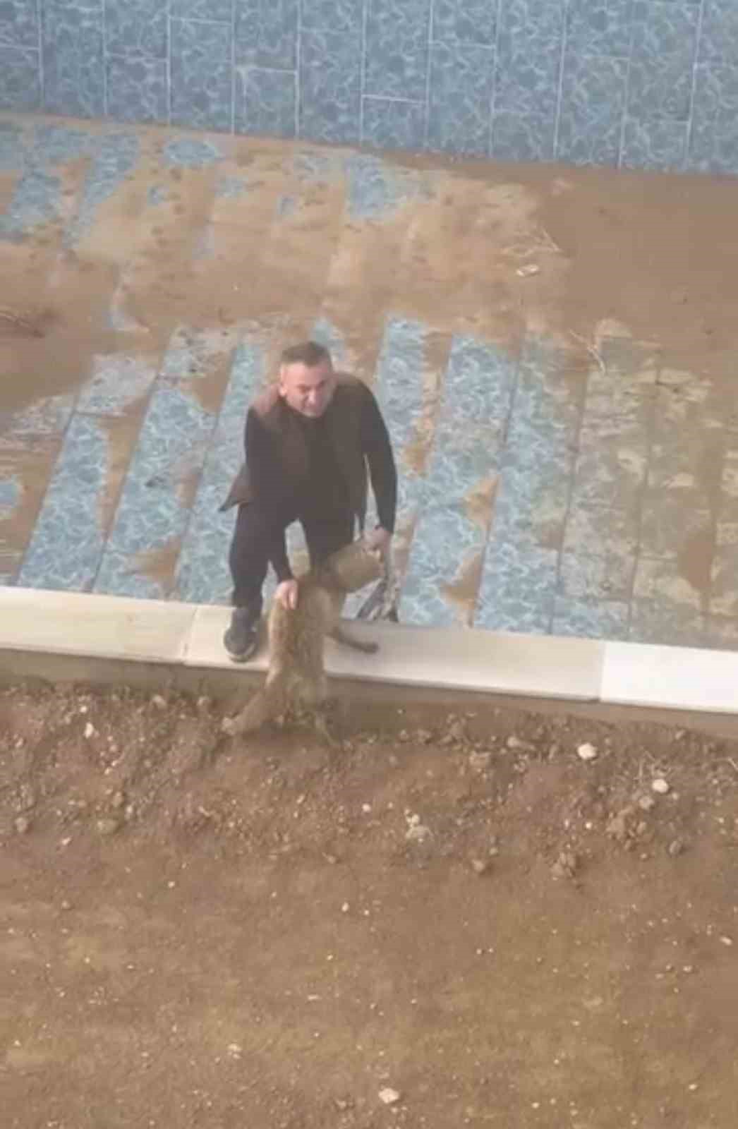 Batman’da bidona kafası sıkışan tilki kurtarıldı