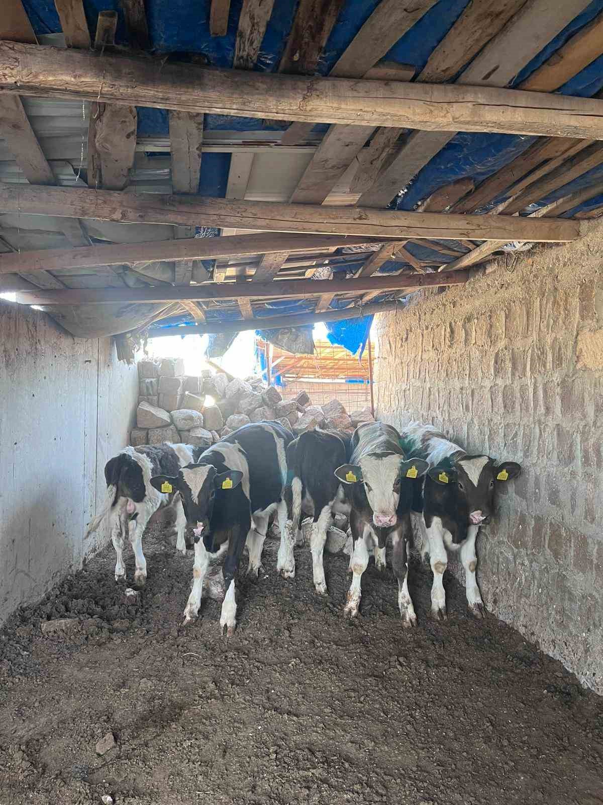 Firar eden inekleri jandarma ekipleri buldu