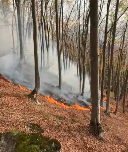 Ordu’daki ormanlık alandaki yangın kontrol altına alındı
