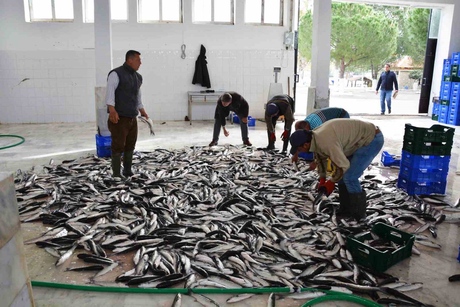 Muğla’dan 10 ayda 618 milyon dolar balık ihracatı