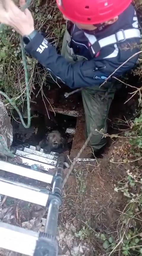 Foseptik çukuruna düşen köpeği itfaiye kurtardı