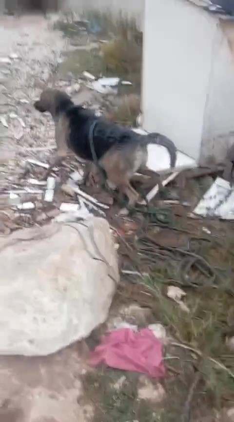 Foseptik &ccedil;ukuruna d&uuml;şen k&ouml;peği itfaiye kurtardı
