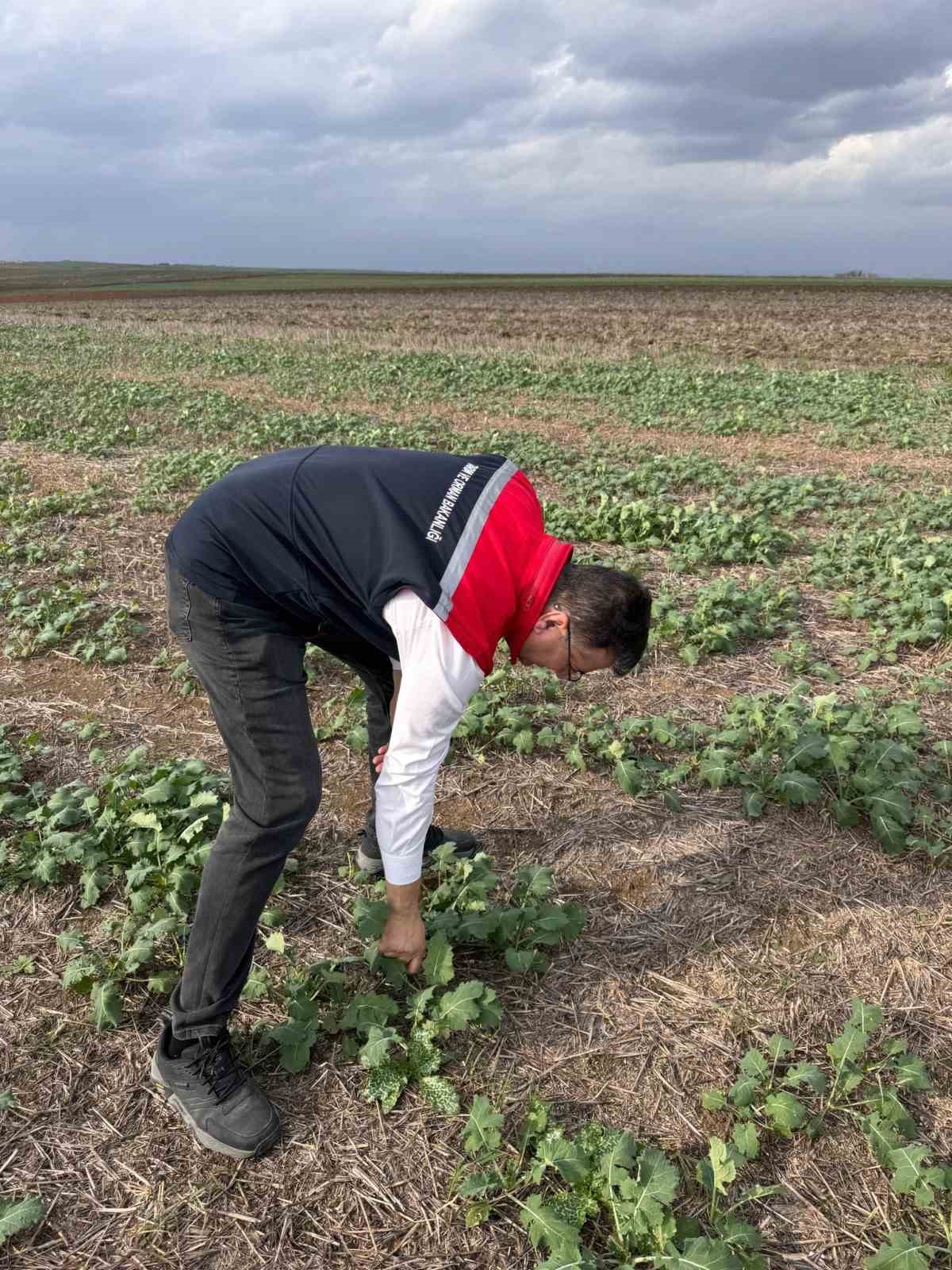 Aksoy: "Anıza ekim, yağmurun emilimini artırır ve buharlaşmayı azaltarak rutubeti toprakta tutar"
