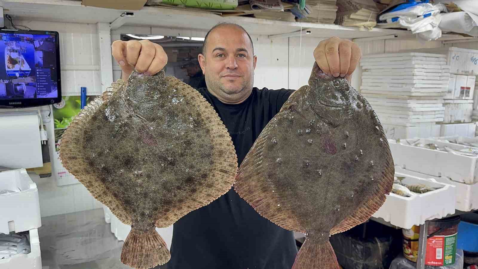 Karadeniz’de hamsi bereketi diğer balık türlerini de canlandırdı