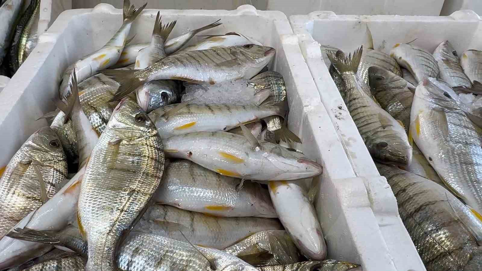 Karadeniz’de hamsi bereketi diğer balık türlerini de canlandırdı
