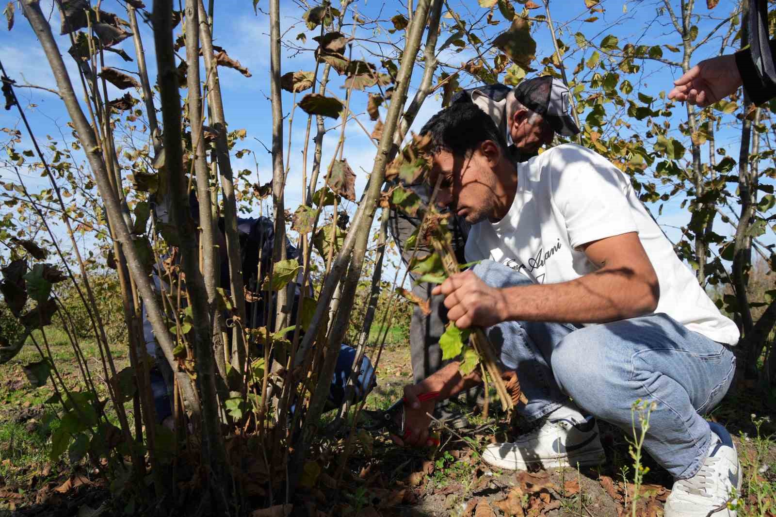 Doğru budama ile 500 metrekareden alınan fındık, 10 dönümlük bahçeden alınan fındığı solluyor
