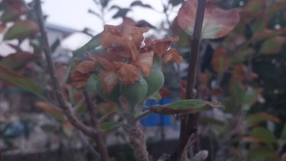 Kasım ayında elma ağacı &ccedil;i&ccedil;ek a&ccedil;ıp meyve verdi
