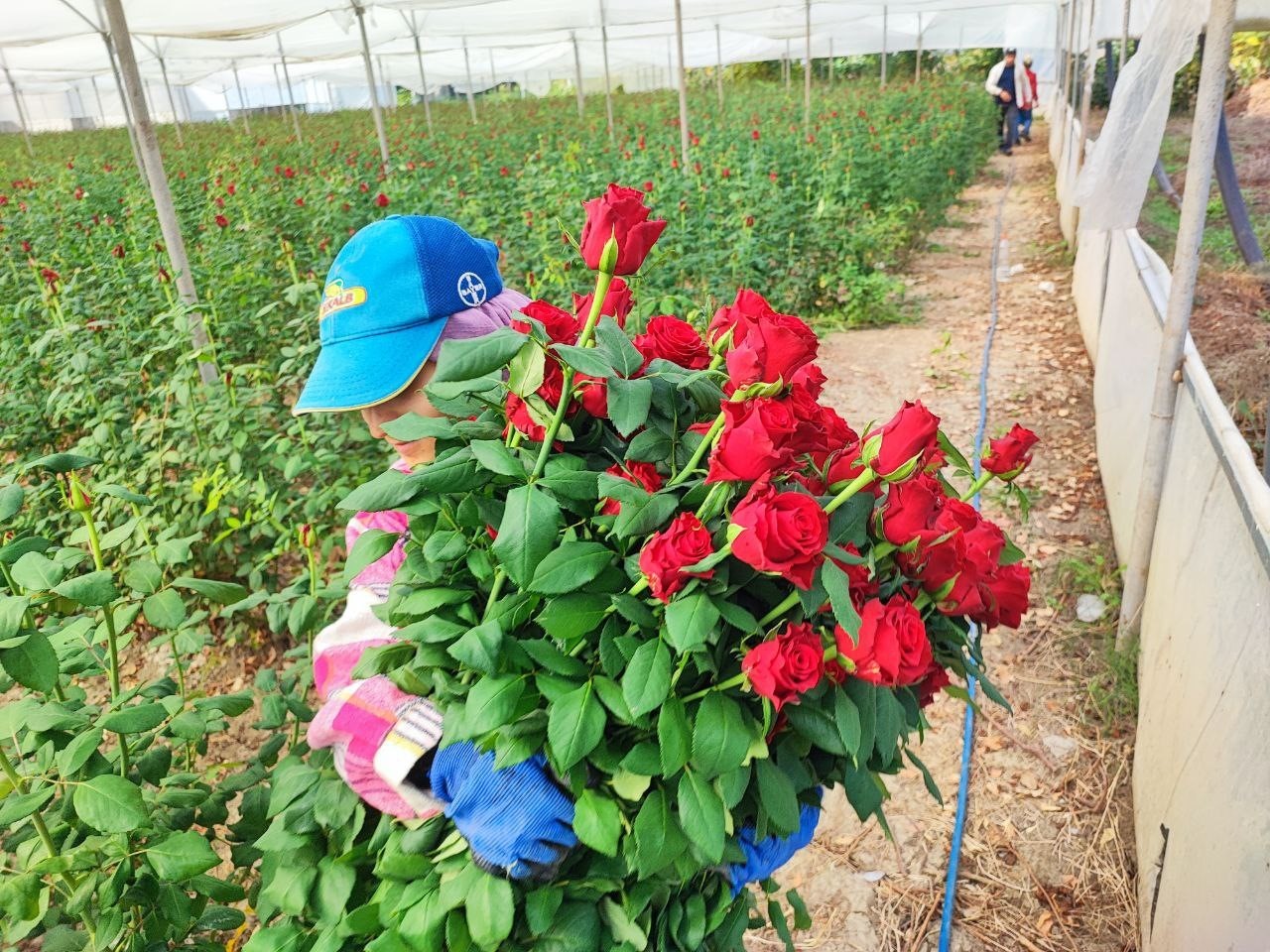 Adana’da seralarda gül hasadı başladı