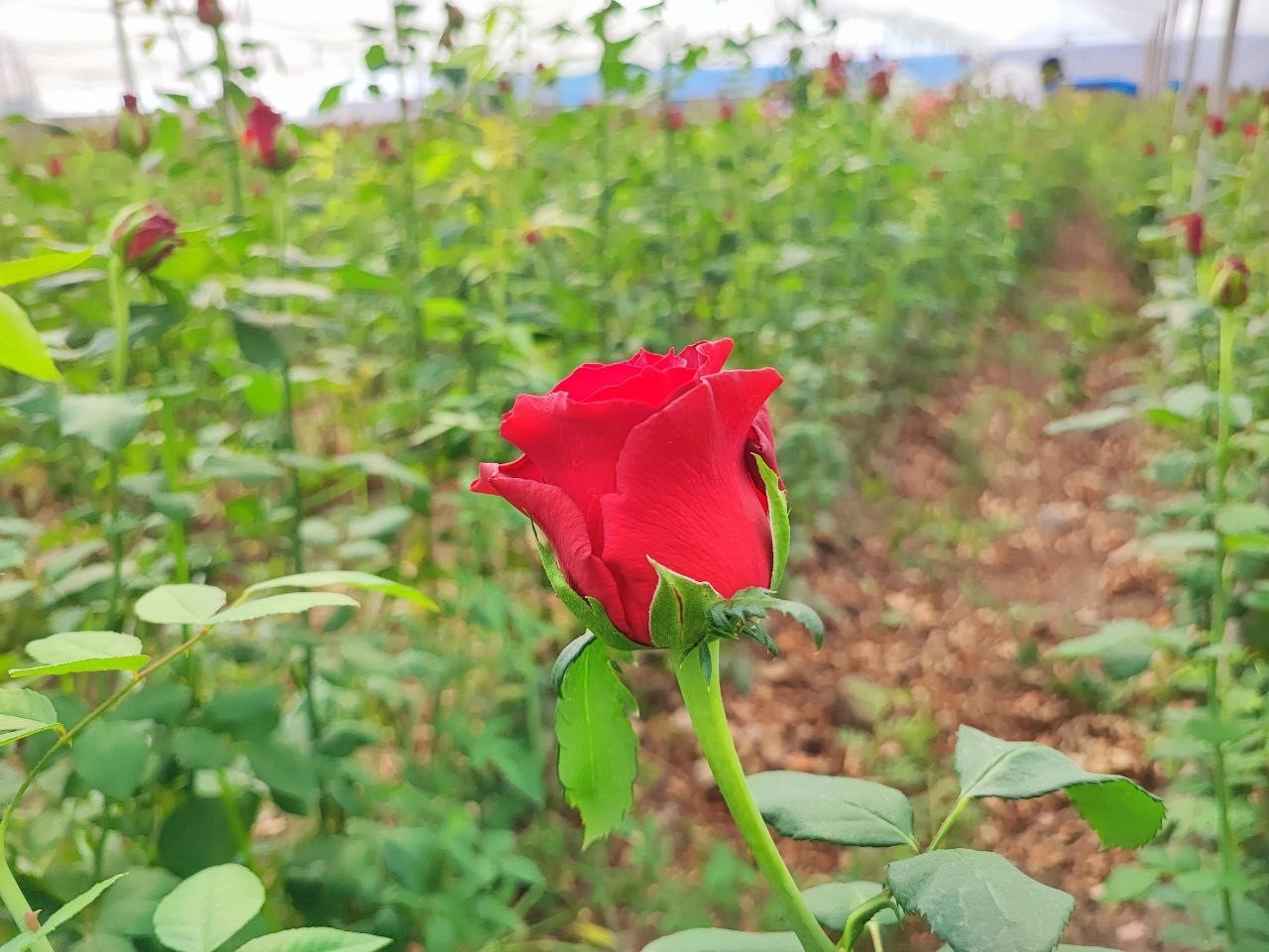 Adana’da seralarda gül hasadı başladı
