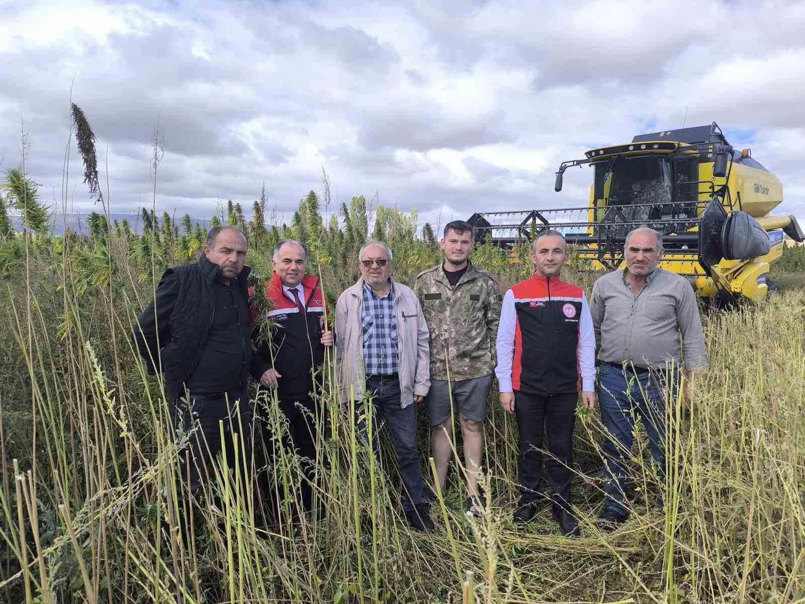 Deneme amaçlı ekilen kenevirde ilk hasat yapıldı: Çiftçiler için önemli bir gelir kapısı olabilir
