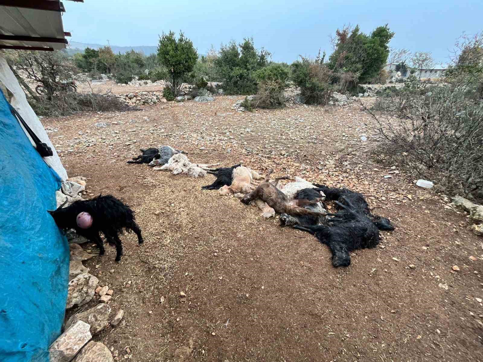 Yabani hayvan saldırısında 12 k&uuml;&ccedil;&uuml;kbaş hayvan telef oldu
