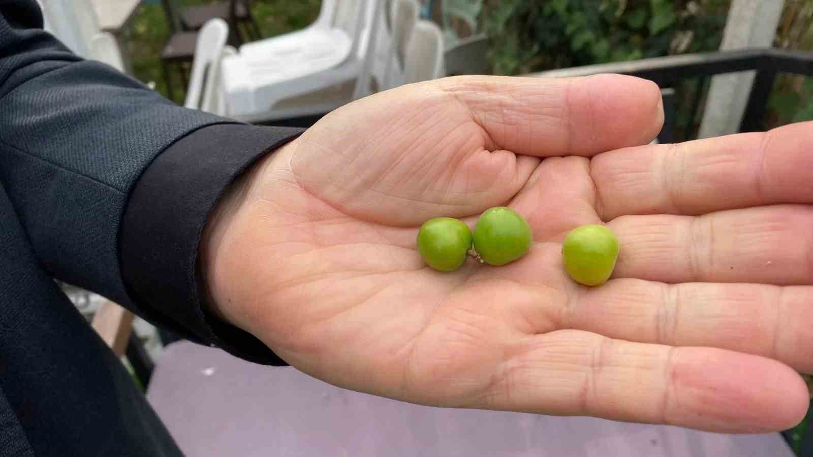 Erik ağacı Kasım ayında çiçek açıp meyve verdi
