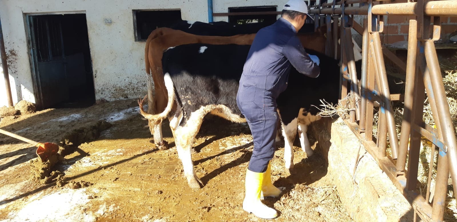 Kuyucak’ta şap alarmı