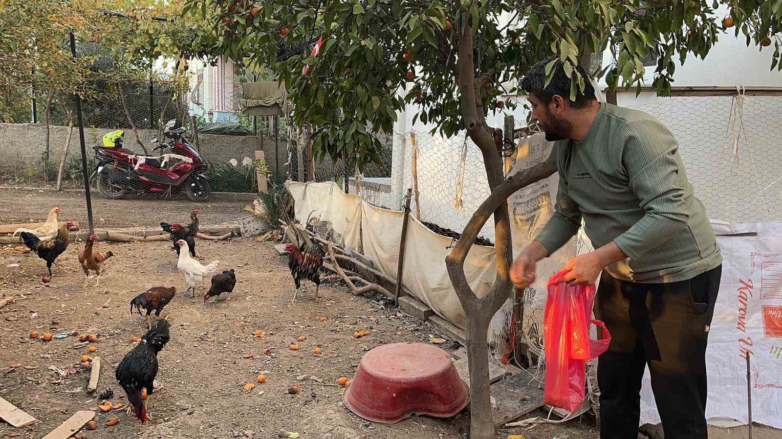 Sahibinin ’Yetiştirmek kolay değil’ dediği mavi yumurtlayan 5 tavuğu tişörtün içerisine koyarak çaldı