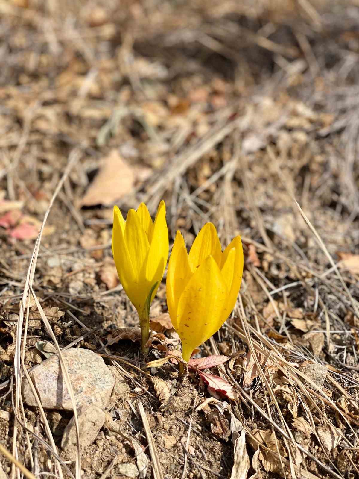 &Ouml;lbe Vadisi&rsquo;nde sonbaharda nadir &ccedil;iğdemler g&ouml;r&uuml;nt&uuml;lendi
