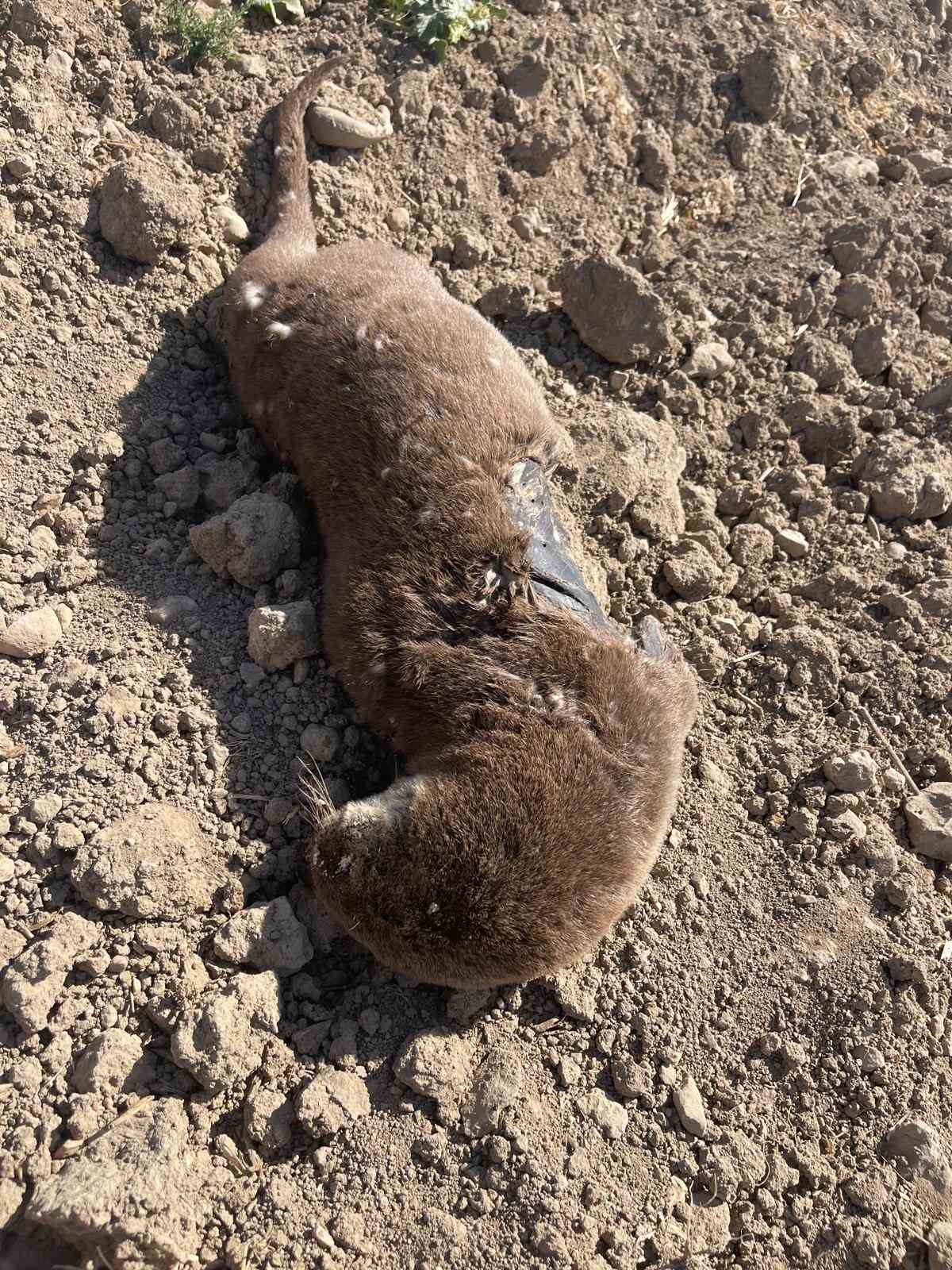 Batman’da koruma altındaki su samuru telef olmuş halde bulundu