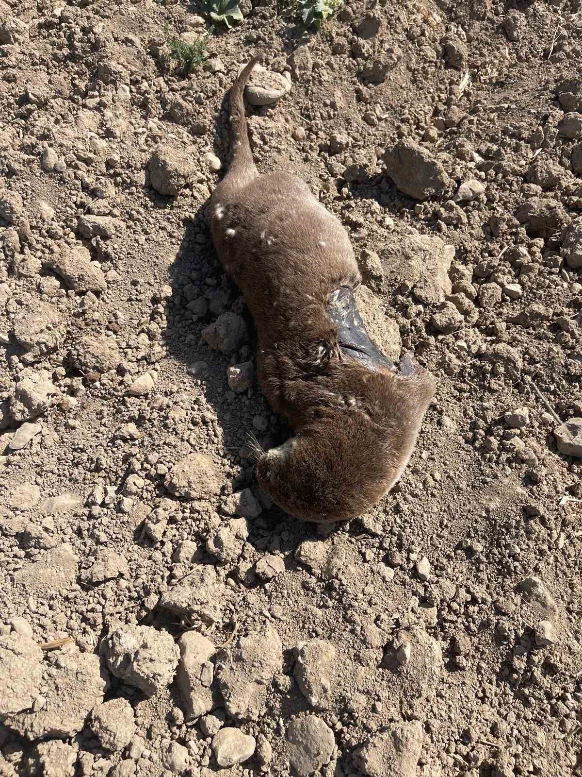 Batman’da koruma altındaki su samuru telef olmuş halde bulundu