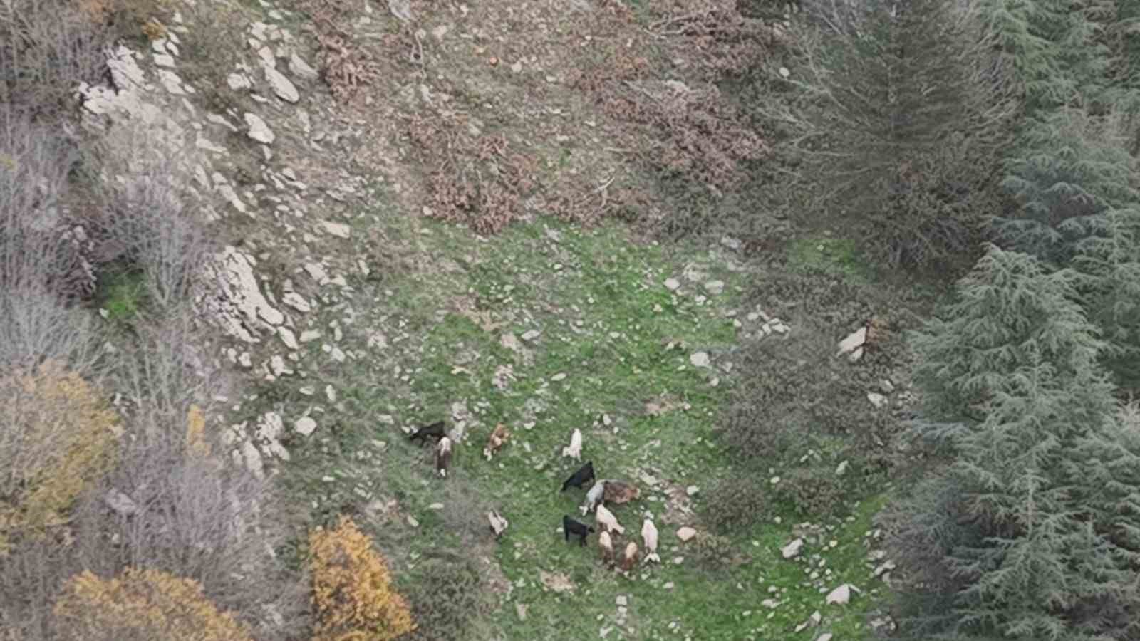 Osmaniye’de kaybolan 15 koyun dron ile bulundu
