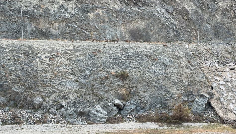 Artvin’de dağ keçileri sürüsü ilk kez bu kadar kalabalık görüntülendi
