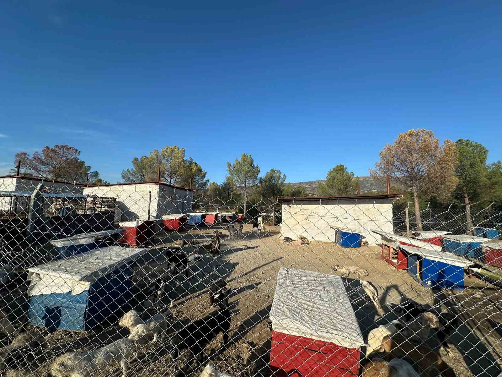 Sarıg&ouml;l&rsquo;de hayvan bakım hizmetlerine yakın takip
