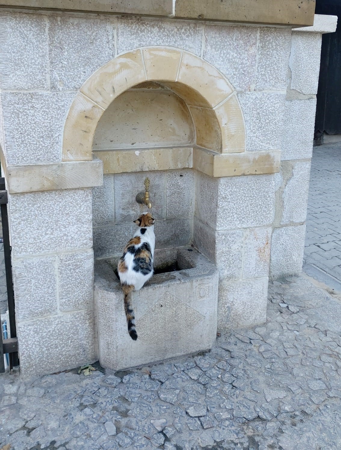 Kemaliye’nin sevimli kedisi ‘Tekir’ çeşme başı müdavimi oldu