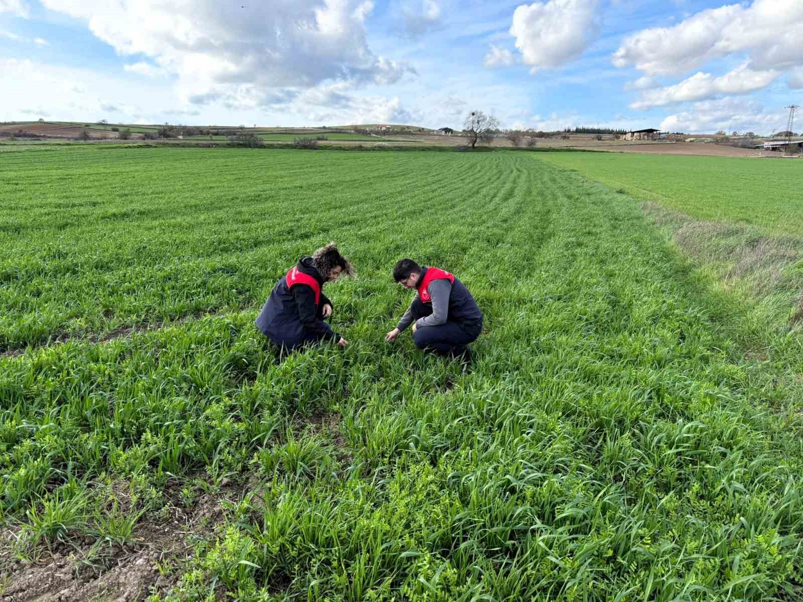 Kırklareli’nde tarlalara ekilen kuraklığa dayanıklı yem bitkilerinin kontrolleri yapıldı