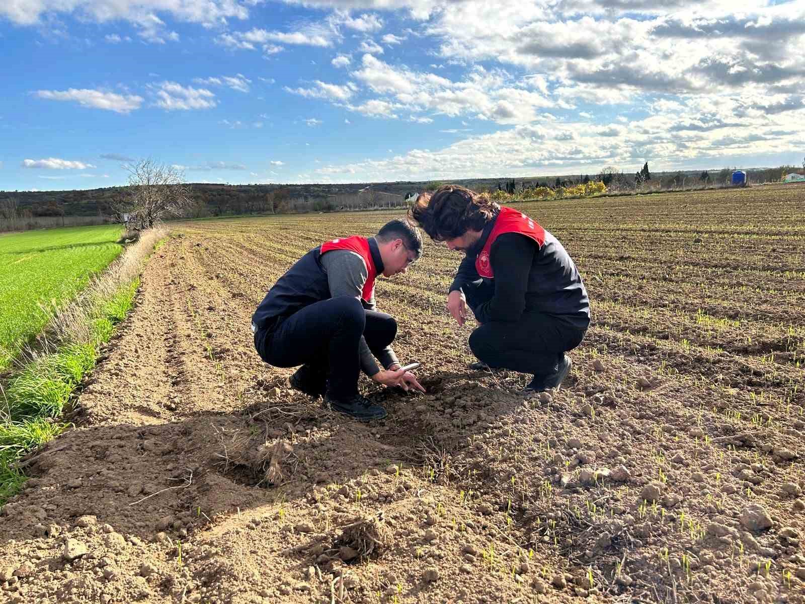 Kırklareli’nde tarlalara ekilen kuraklığa dayanıklı yem bitkilerinin kontrolleri yapıldı