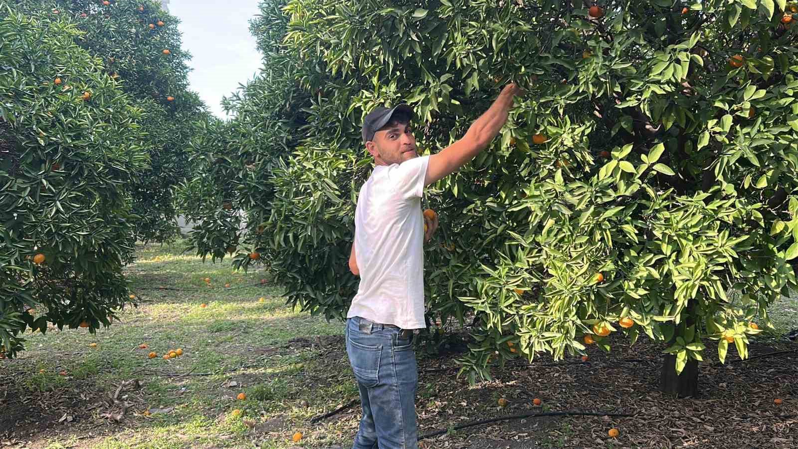 Filesini eline alan vatandaşlar dalından bedava narenciye topladı