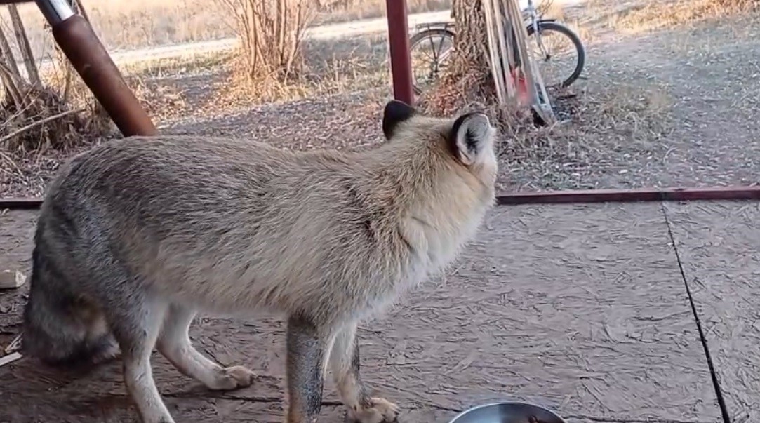 Tilki ile sohbet gülümsetti