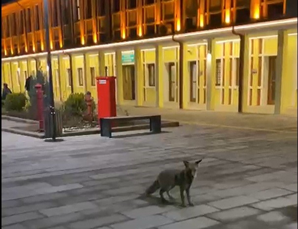 Eskişehir garında tren beklerken gördükleri tilki karşısından hayrete düştüler