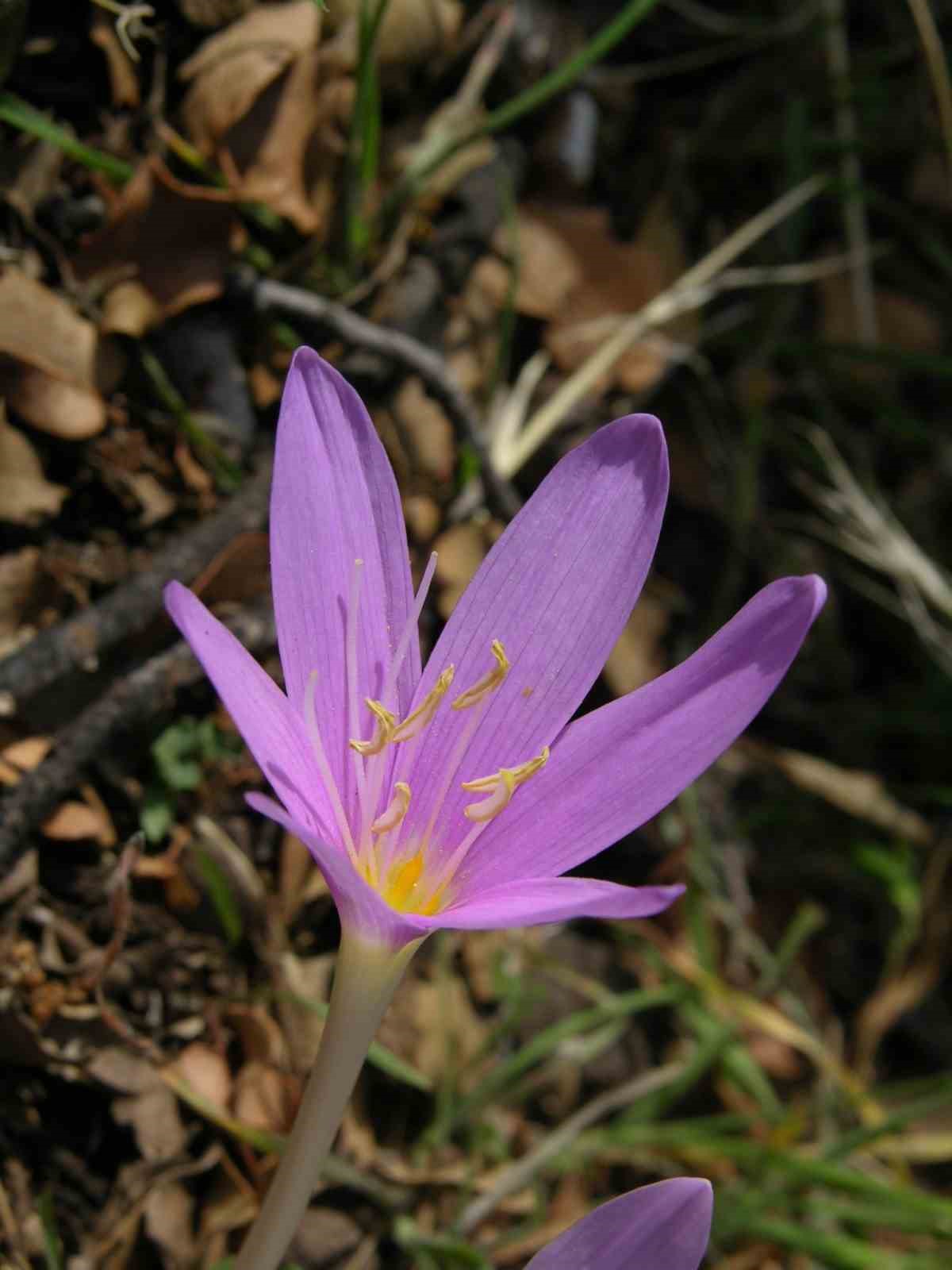Termessos&rsquo;ta ilk kazıda dans eden kadınlar mezarı, Antiochis&rsquo;in anıt mezarı ve fig&uuml;rl&uuml; lahit par&ccedil;aları ortaya &ccedil;ıkarıldı
