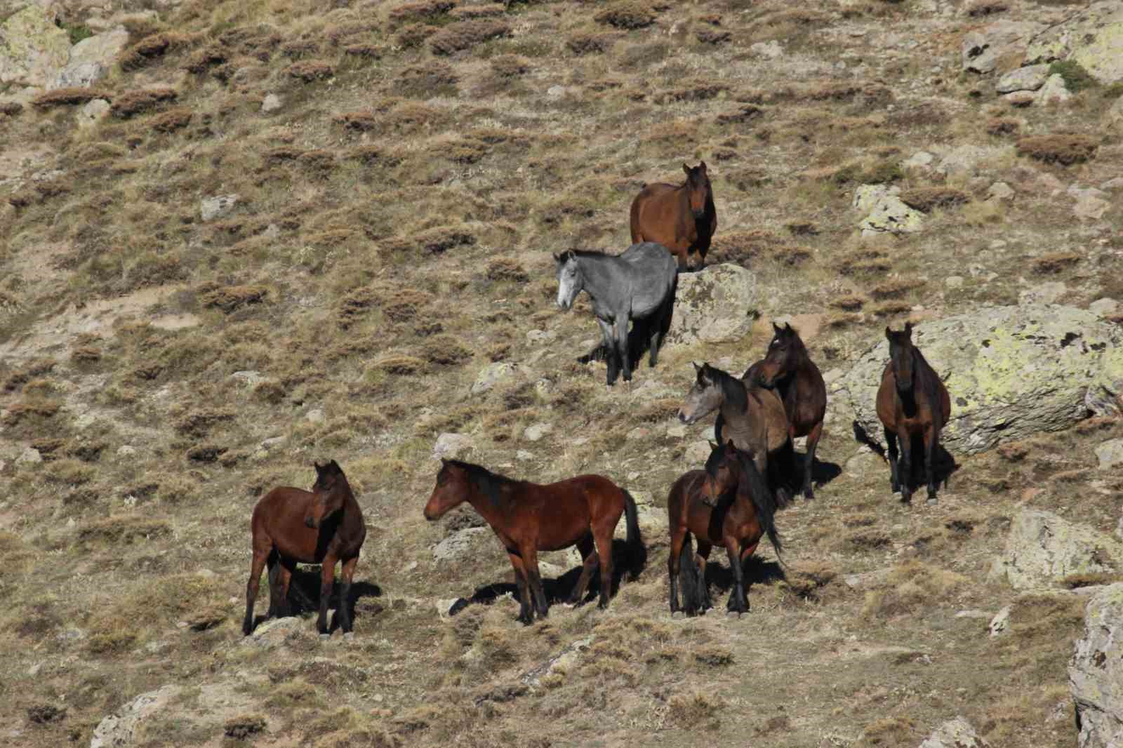 Bulutların dansı ve yılkı atları dron ile görüntülendi