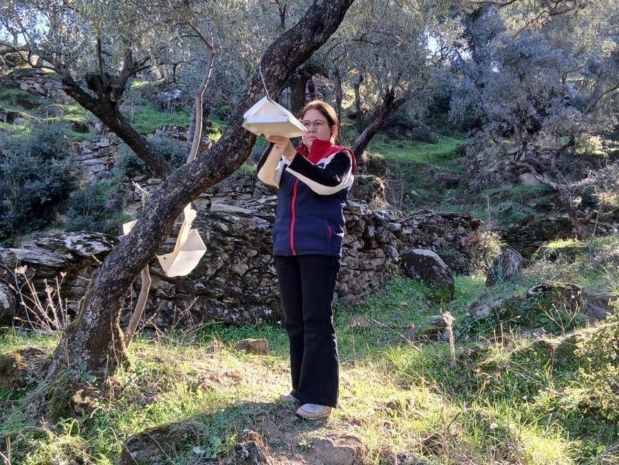 Söke’de zararlı popülasyonunda artış görüldü