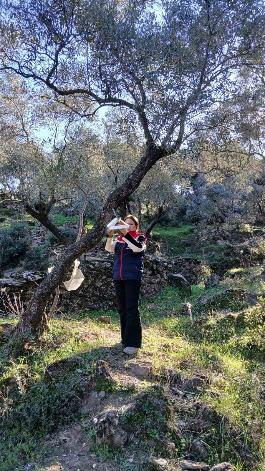 Söke’de zararlı popülasyonunda artış görüldü
