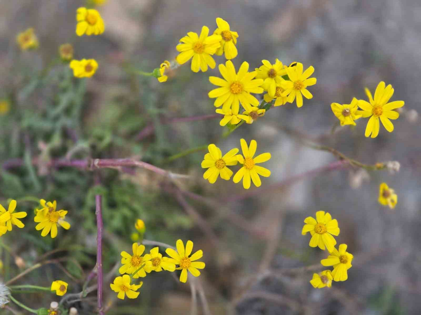 Yozgat’a kış gelmeden bahar geldi, kır çiçekleri açtı