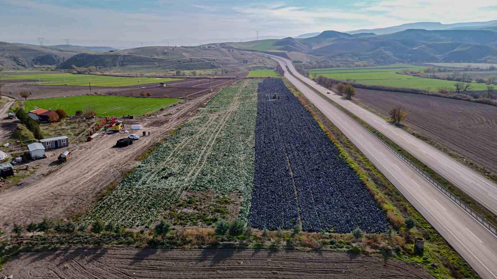 Beypazarı’nda mor lahana hasadı sürüyor