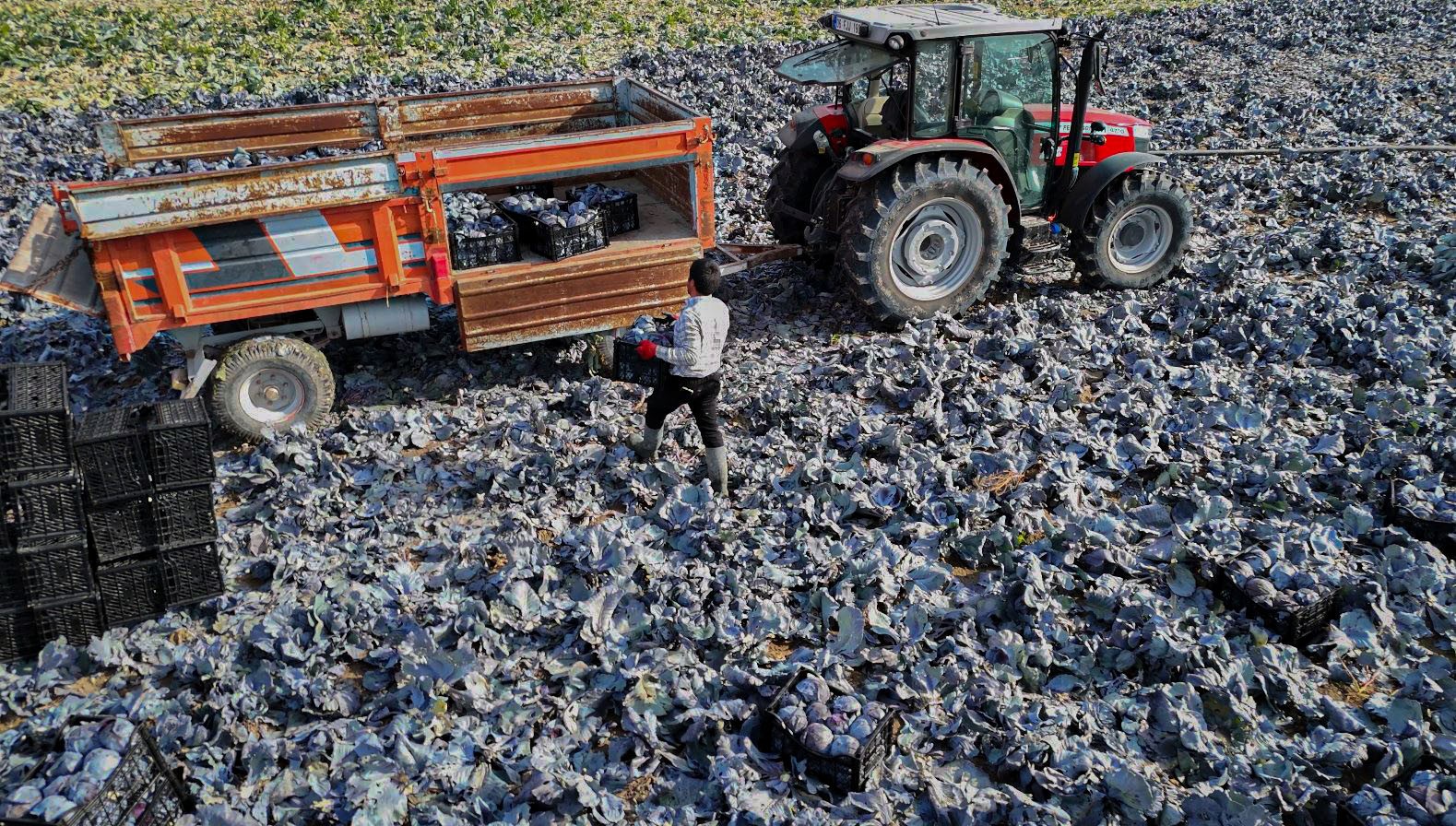 Beypazarı’nda mor lahana hasadı sürüyor
