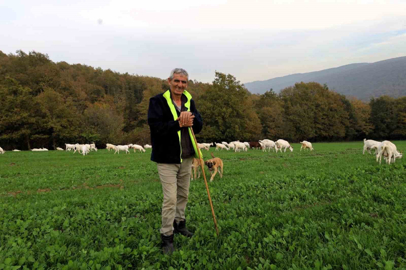 Süt otu desteği meraları yeşertti, maliyetleri düşürdü
