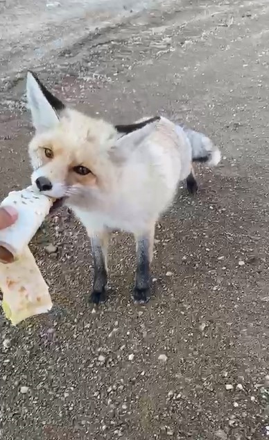 Pomza ocağının maskotu tilki: 3 yıllık sıra dışı dostluk