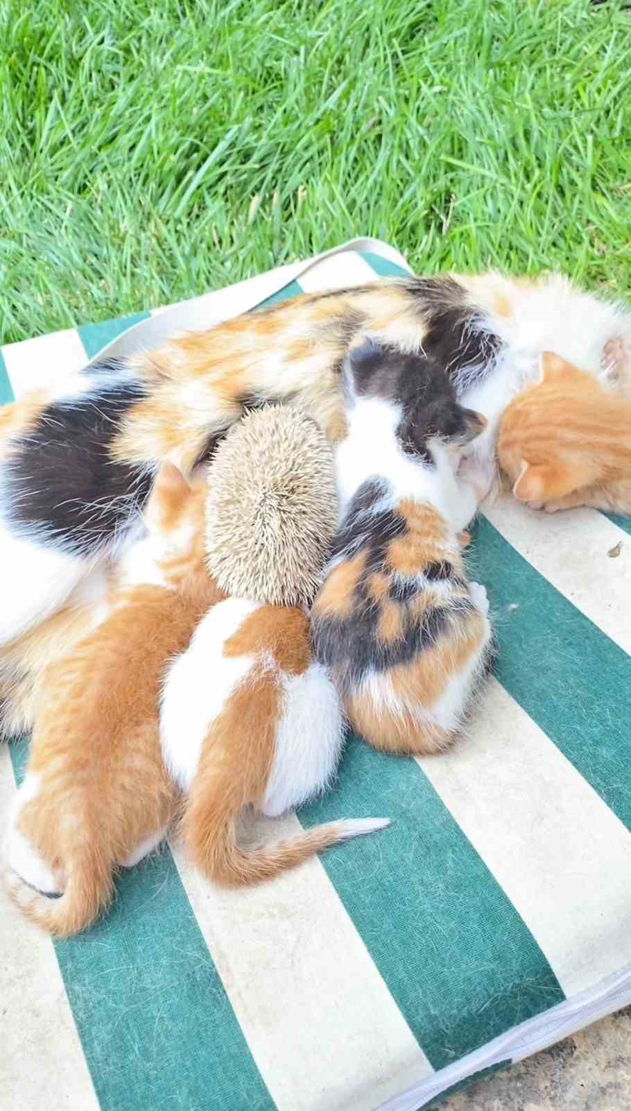 Kedi ve kirpilerin "süt kardeşliği"